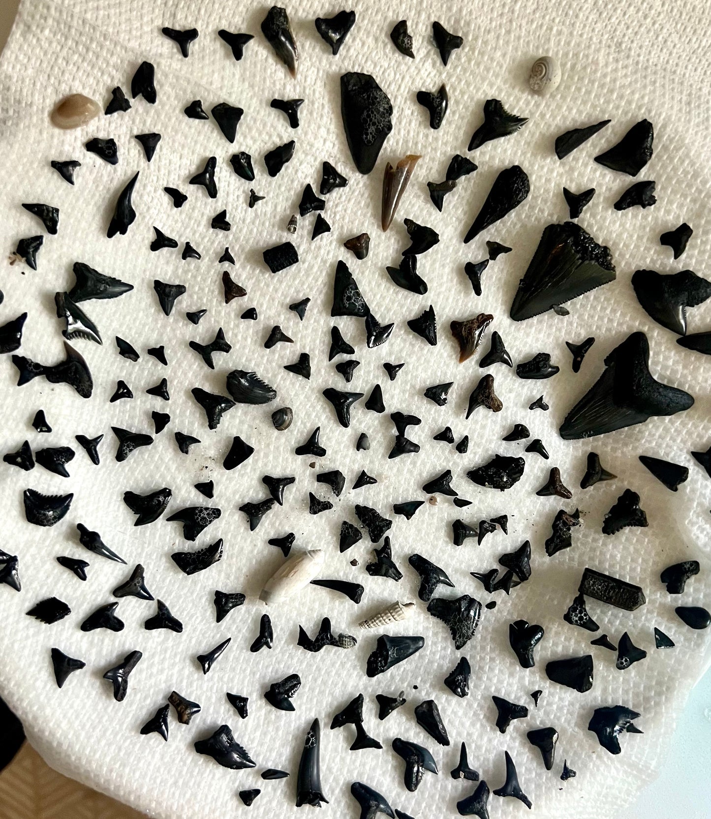 Shark Tooth Necklace - Paperclip Tarnish Resistant Gold Chain