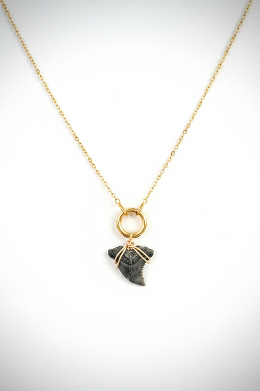 Shark Tooth Charm Necklace – Bright Natural Studio Shot